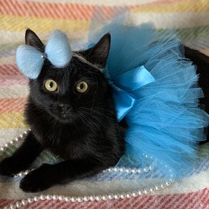 black cat dress & Headpiece Just match it with a black top and pants/skirt and viola Gothic Dress For Cat
